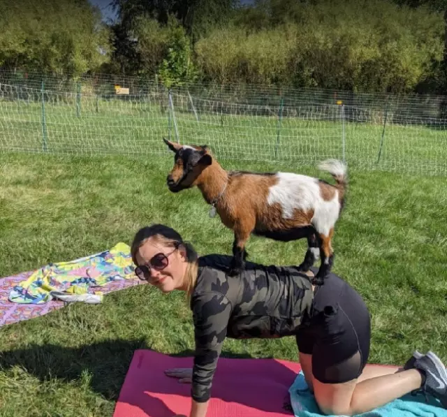Goat Yoga Chicago - Elgin, Illinois