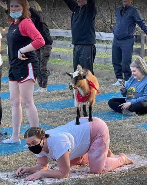 Goat Yoga Bham