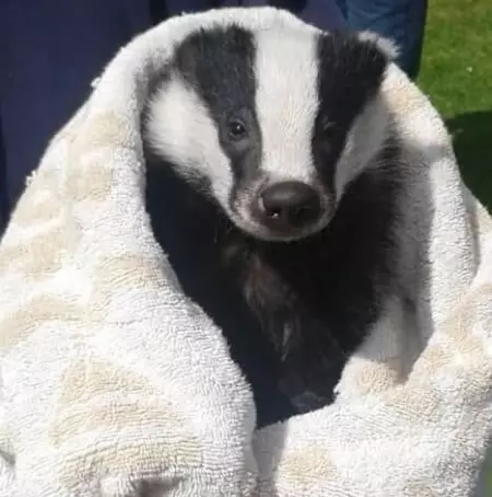 Badger pets model and animal rights