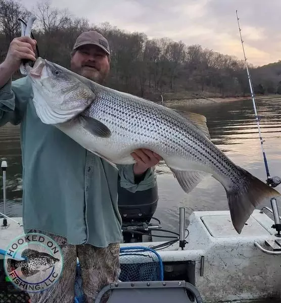 Springdale Fishing stripers are the heaviest