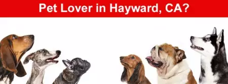 Hayward pets personality was so big and endearing