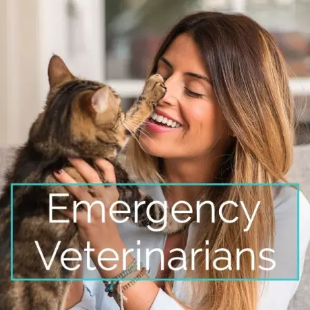 Find emergency veterinarian jobs, find emergency veterinarian team members, find ea