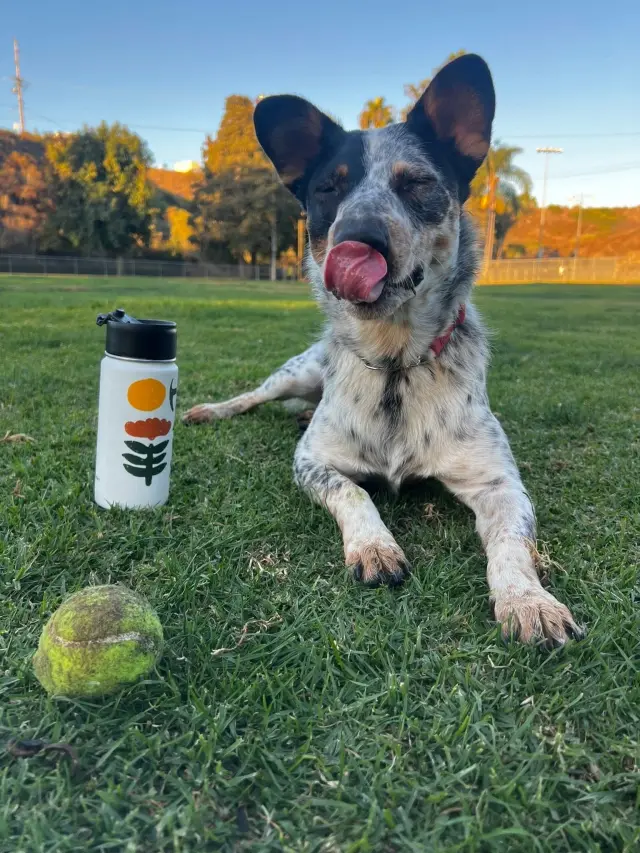 Australian Cattle Dog For sale 