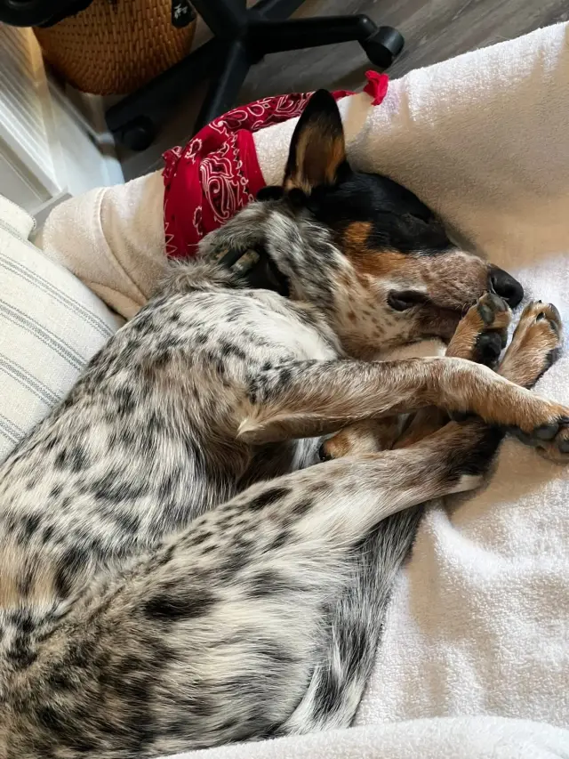 Australian Cattle Dog For sale 