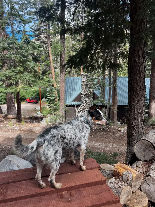 Australian Cattle Dog For sale 