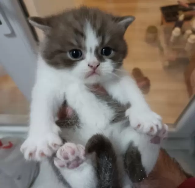 PLAYFUL KITTEN AND CATS READY FOR NEW HOME